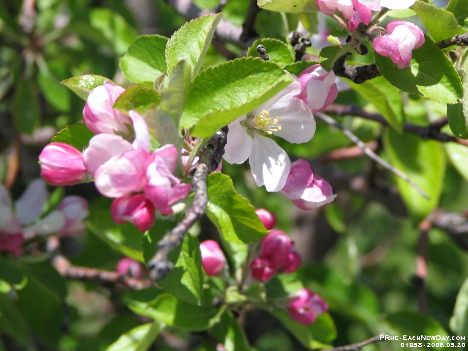 01958 - Afternoon walk at ELM, Crab Apple Blossoms